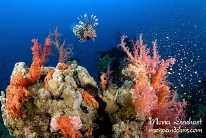 A lion's kingdom, taken around Nuweiba by Mona Dienhart 